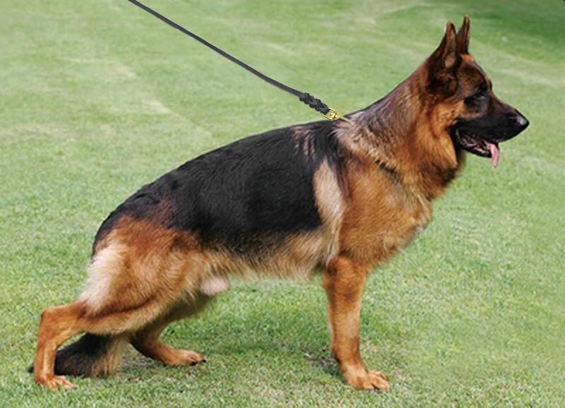 Braided Leather Dog Leash With Clicker