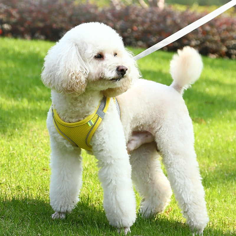 Pastel Harness & Leash