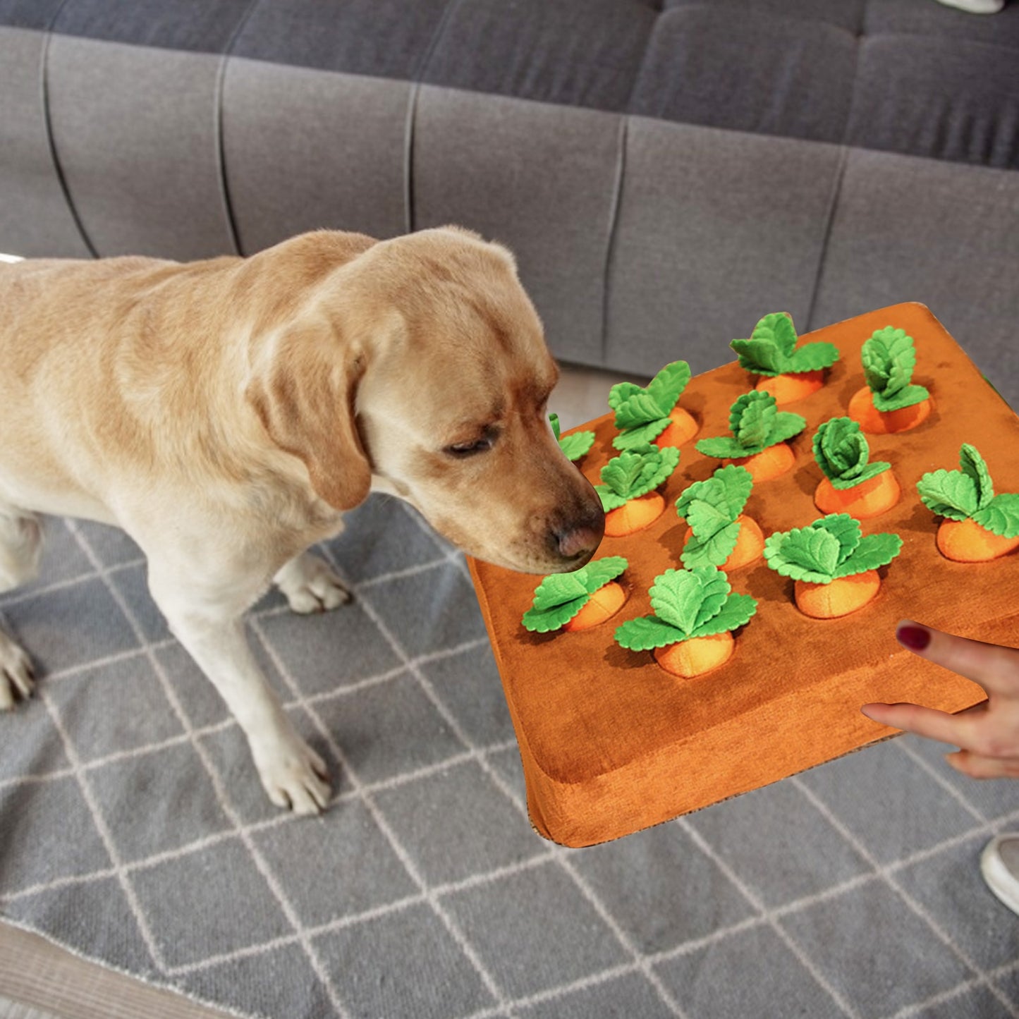 Sniff, Pull & Chew Dog Toy