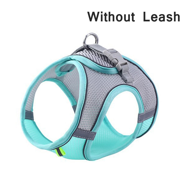 Pastel Harness & Leash