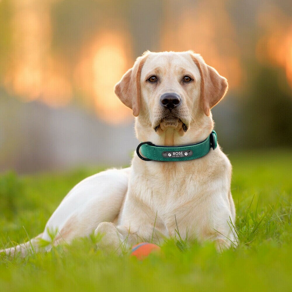 Groove Custom Leather Collar