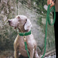 Braided Dog Leather Leash - 5'