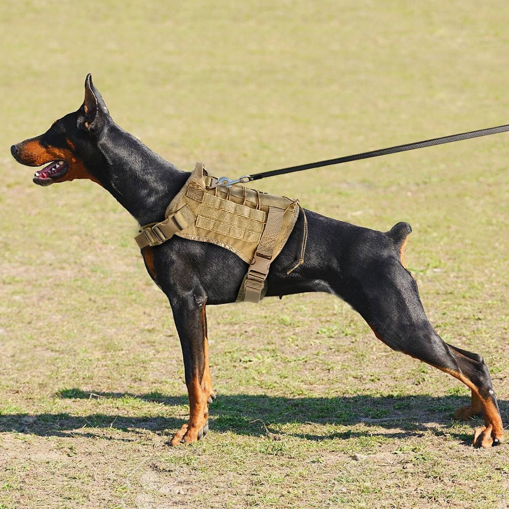 Conjunto De Arnés Y Correa Héroe Militar